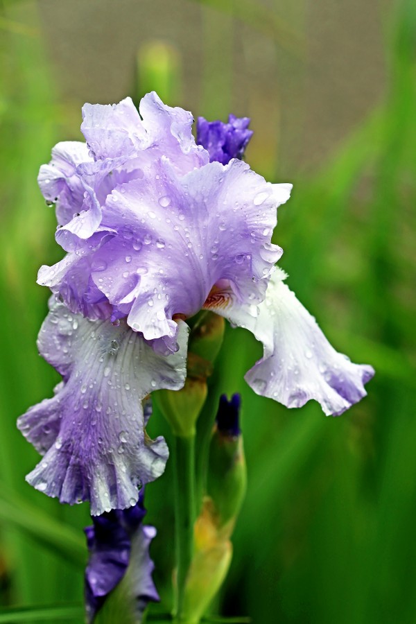 Sweet Blue Mary Frances Iris by Deb Oppermann